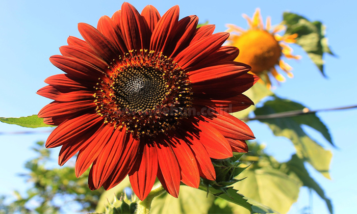 pola gambar bunga matahari