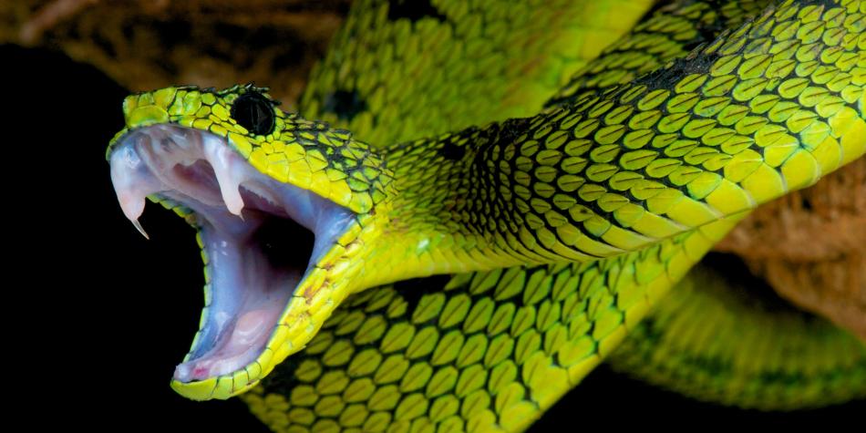gambar binatang ular hd