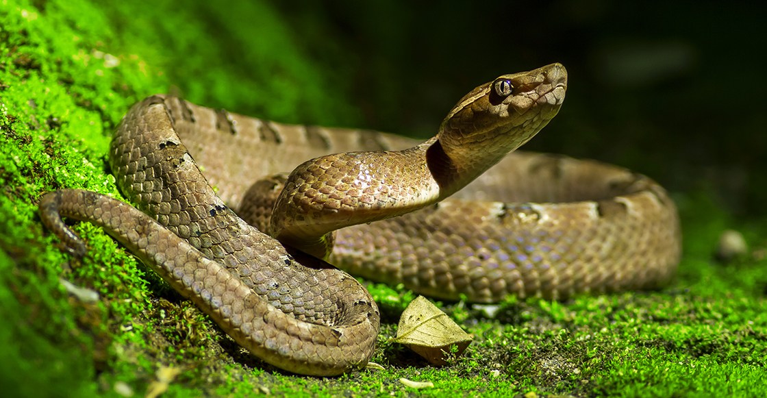 gambar binatang ular