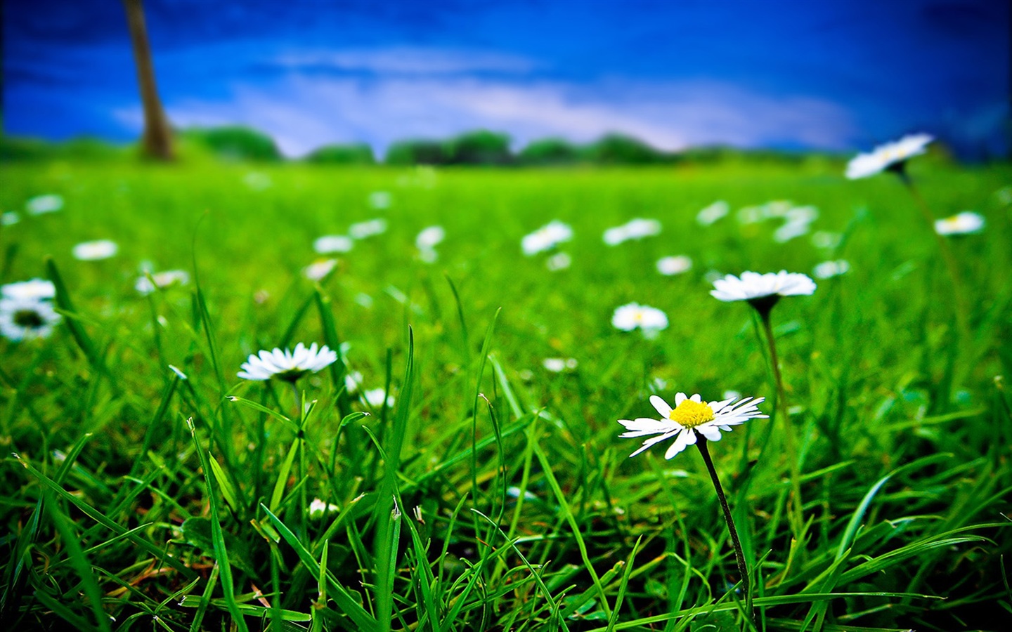 gambar bunga rumput