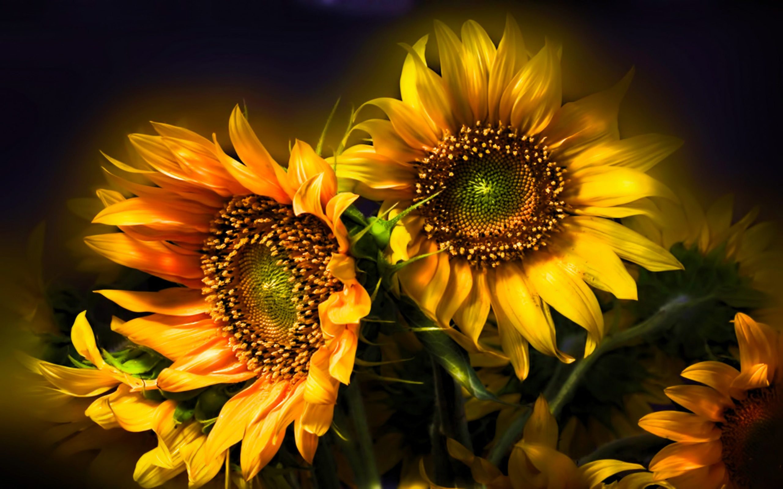 gambar flora bunga matahari