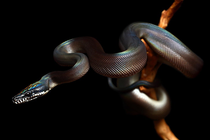 gambar kayu ular