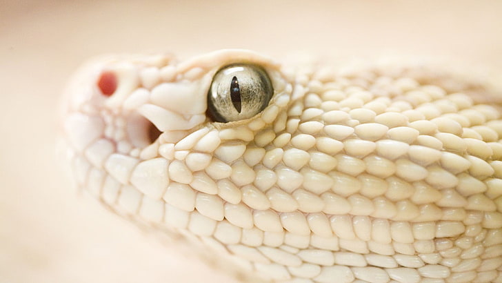 gambar kepala ular putih