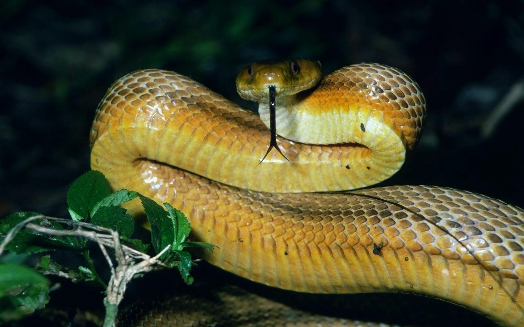 gambar lidah ular