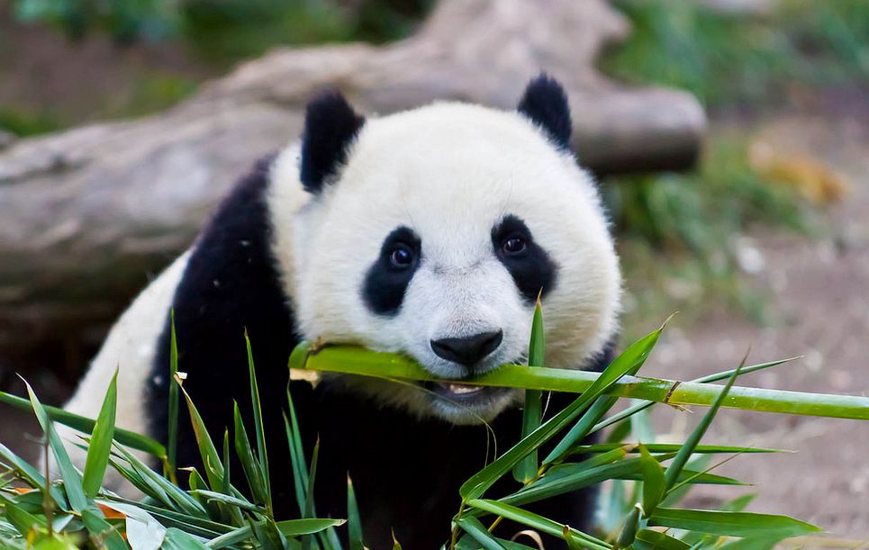gambar lucu panda