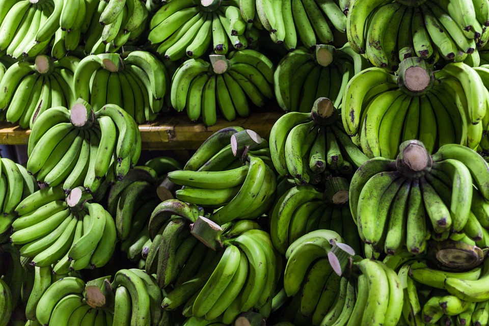 gambar pisang hijau