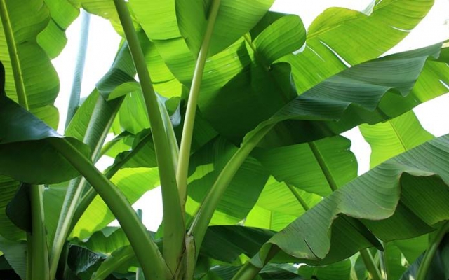 gambar pohon dan daun pisang