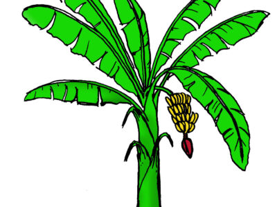 gambar pohon pisang kartun