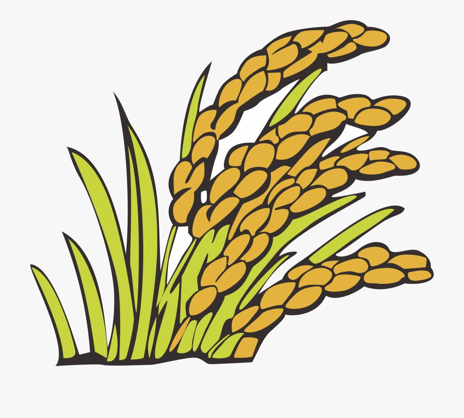 gambar tanaman padi kartun