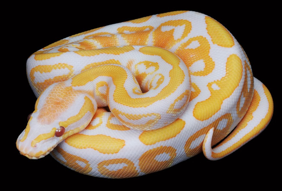 gambar ular albino