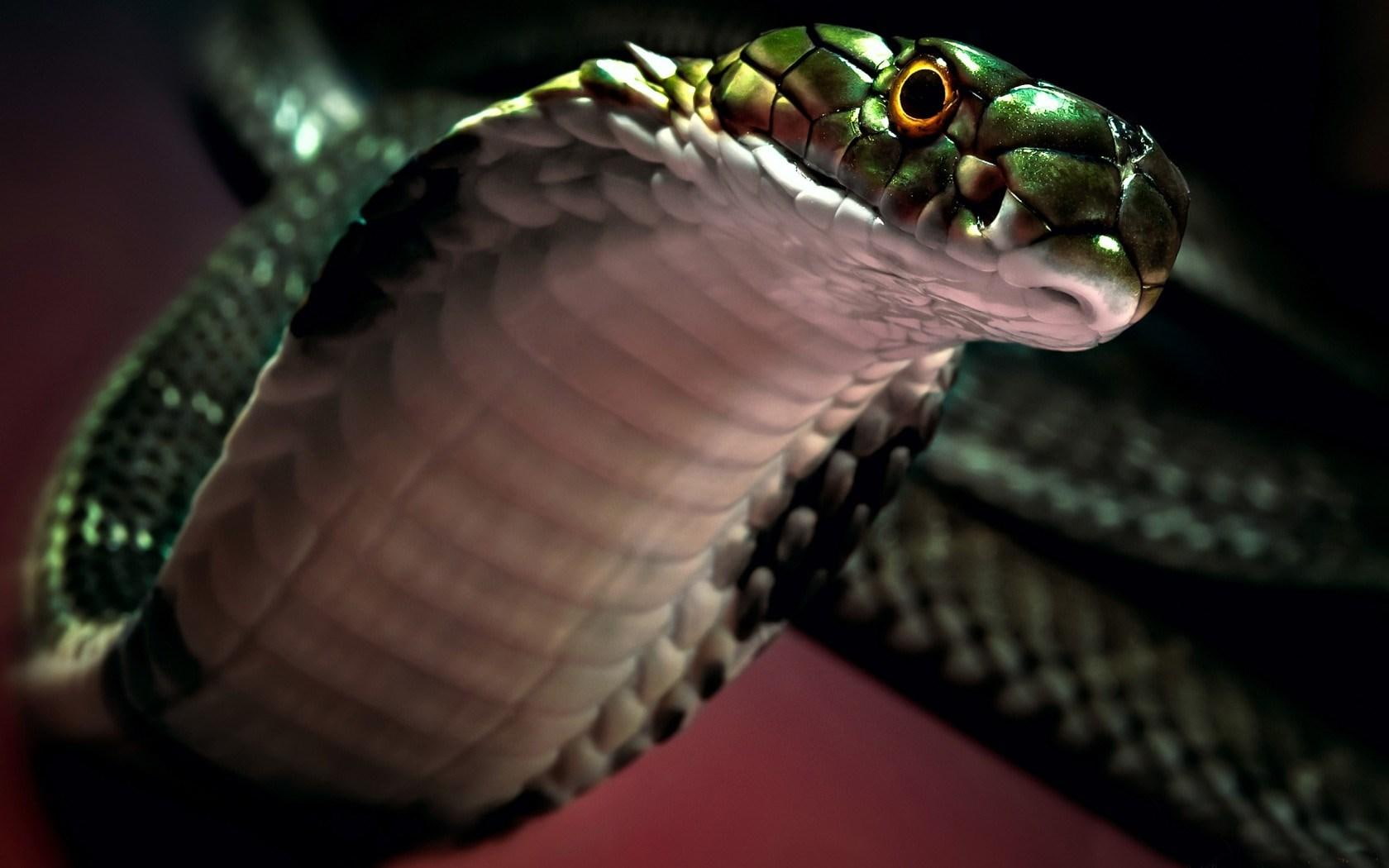 gambar ular cobra