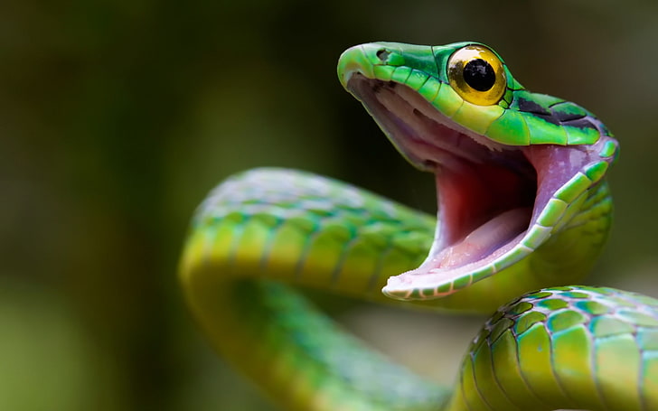 gambar ular hijau