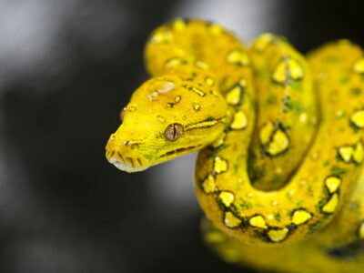 gambar ular kuning Green Tree Python