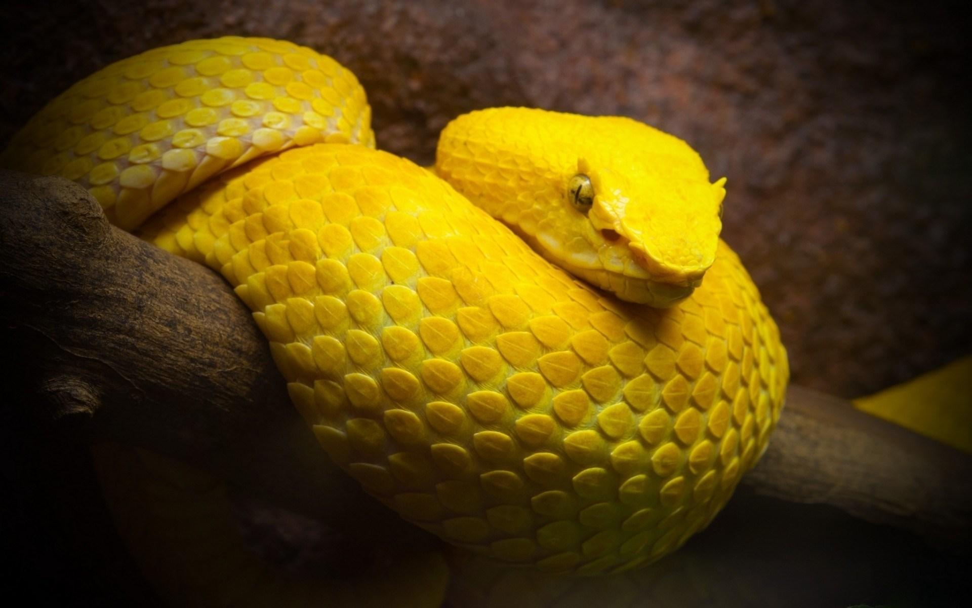 gambar ular kuning