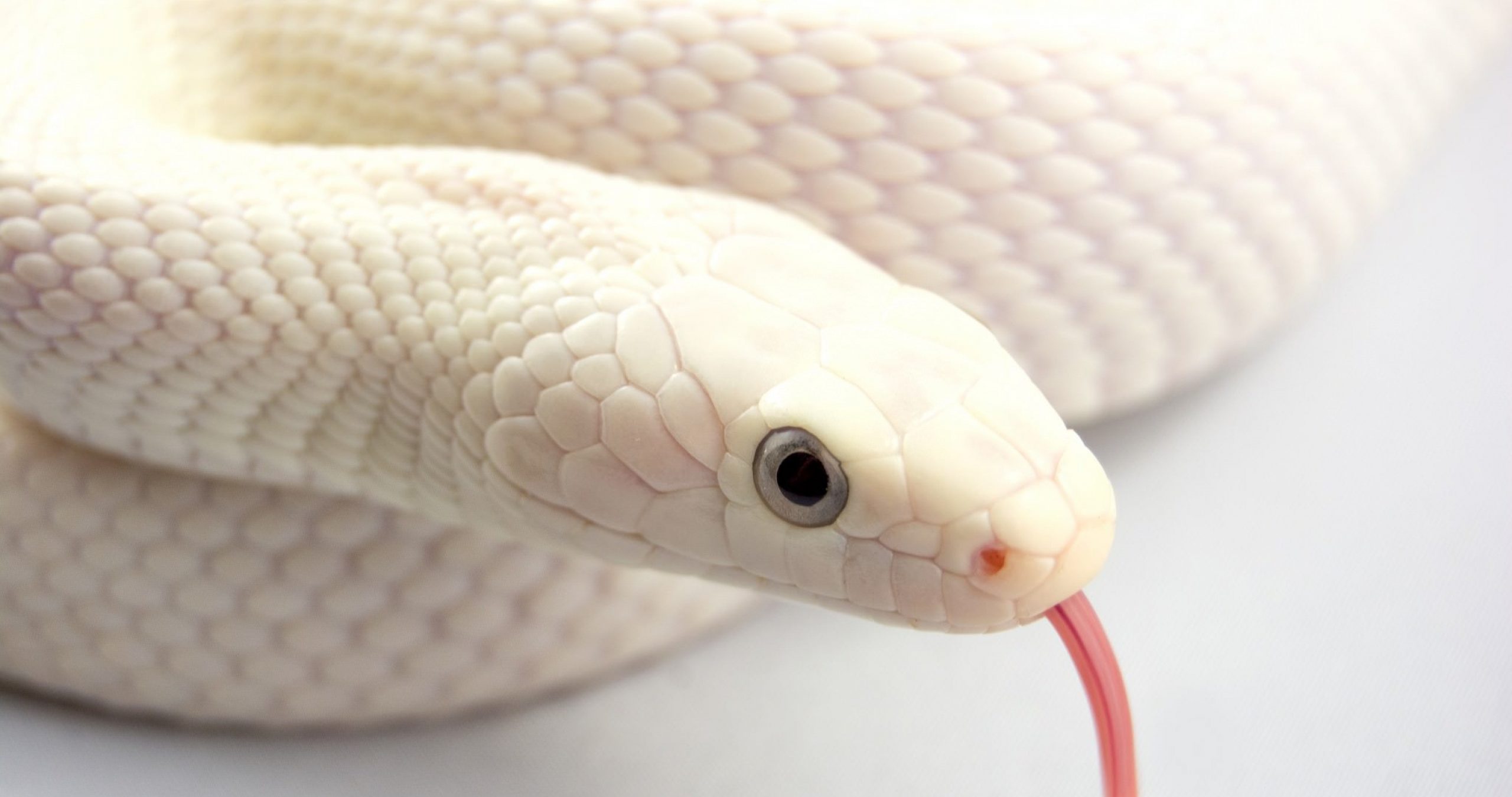 gambar ular putih