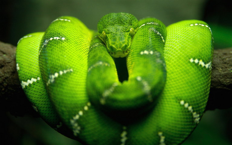 gambar ular