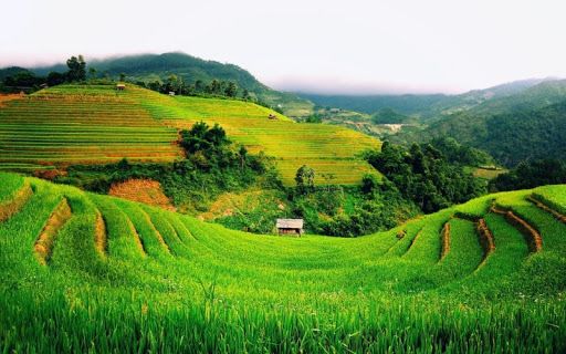 pemandangan padi di sawah