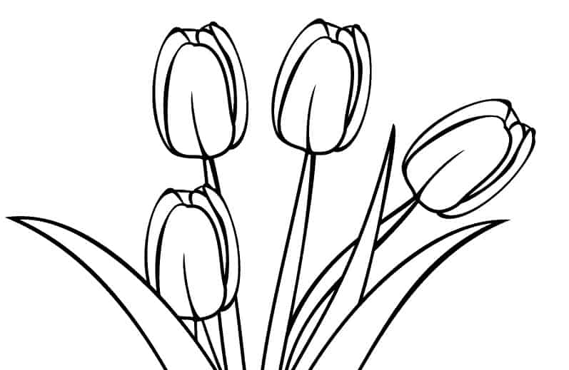 sketsa gambar flora untuk diwarnai