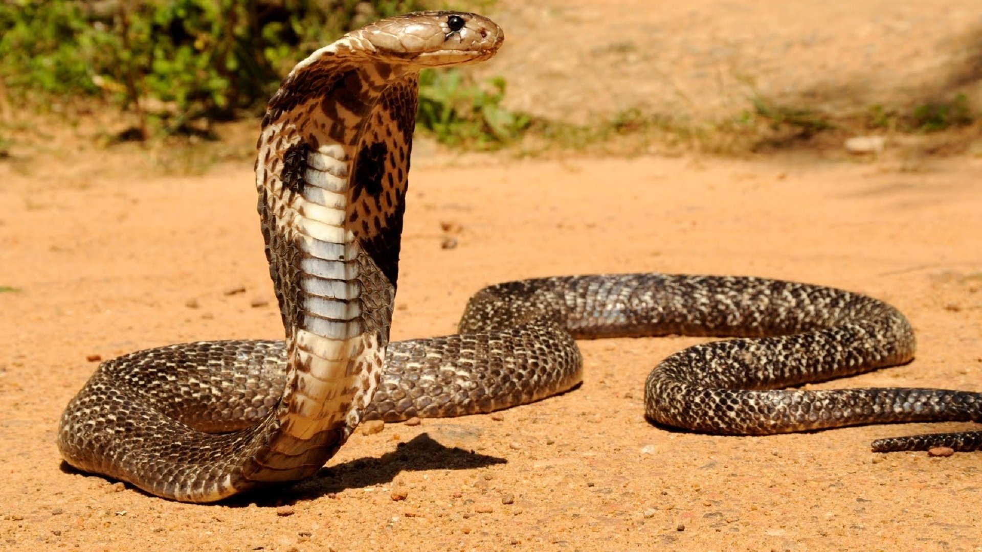 ular king cobra