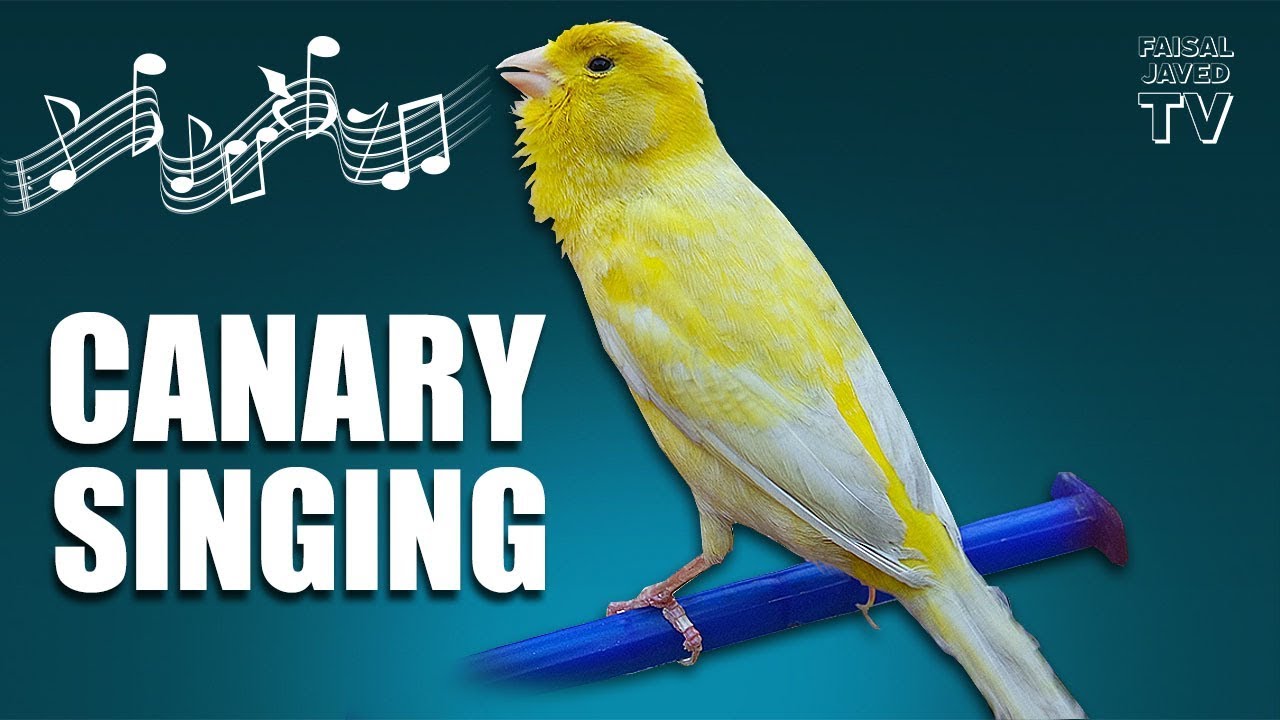 burung kenari singing