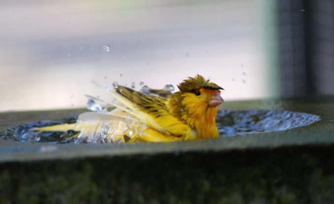 burung kneari mandi