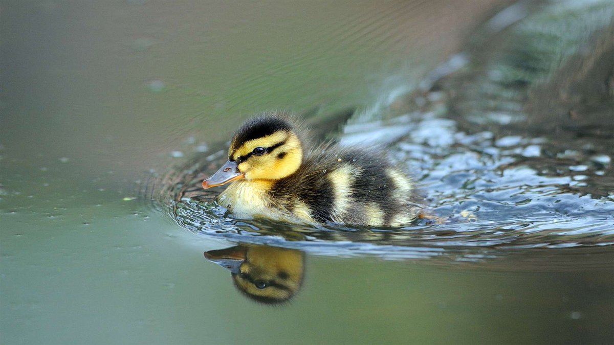 gambar anak bebek berenang