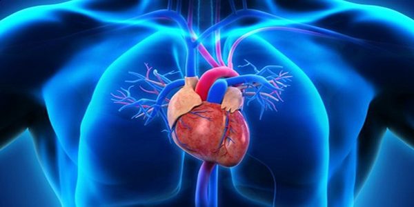 gambar bagian jantung pada manusia