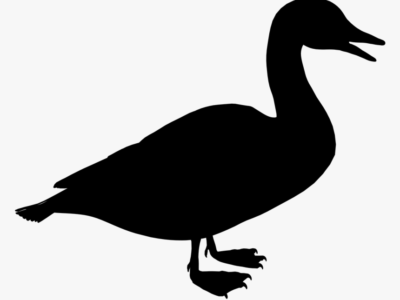 gambar bebek hitam putih