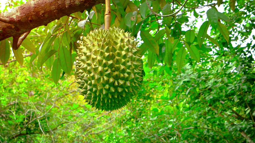 gambar durian di pohon