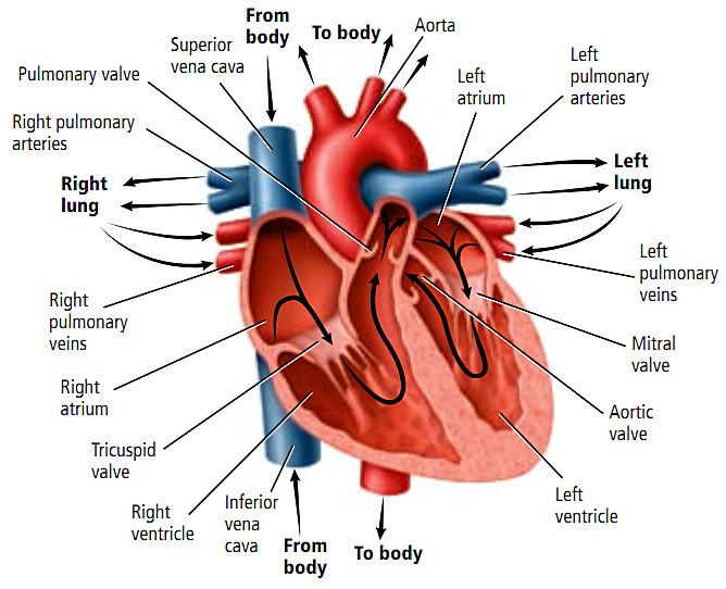 gambar jantung dan fungsinya