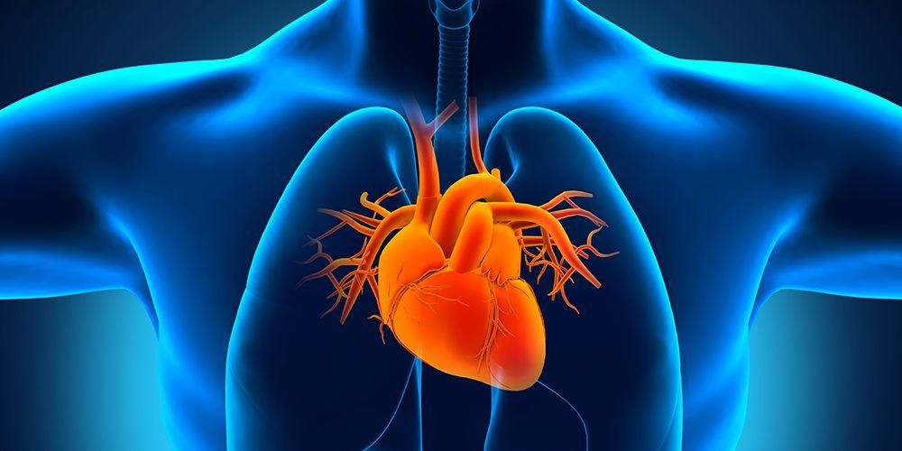 gambar jantung pada tubuh manusia