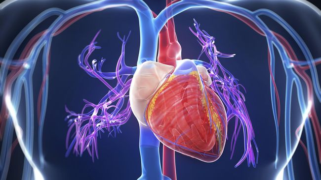 gambar organ jantung manusia Hd