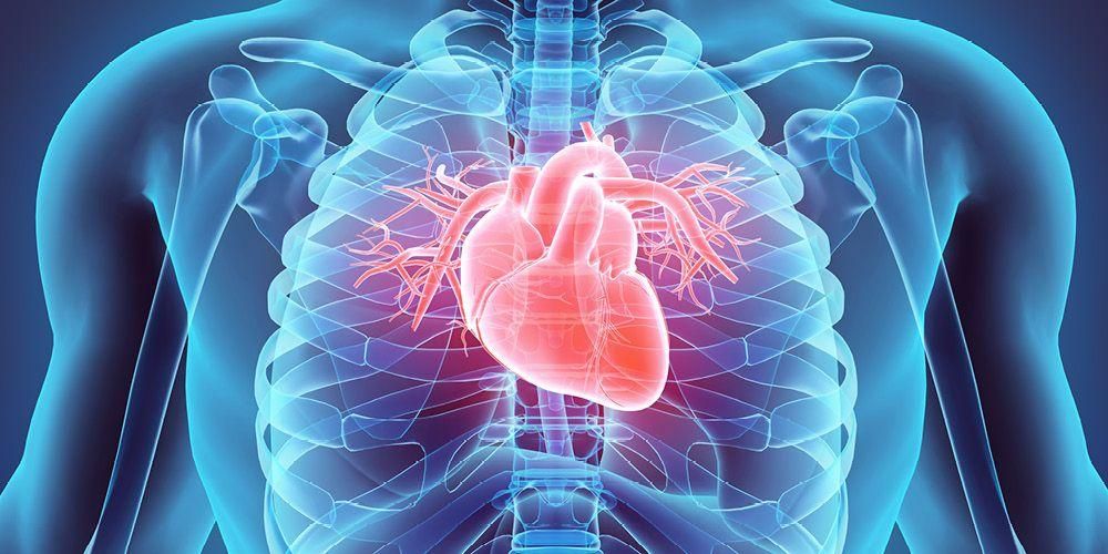 gambar organ jantung manusia