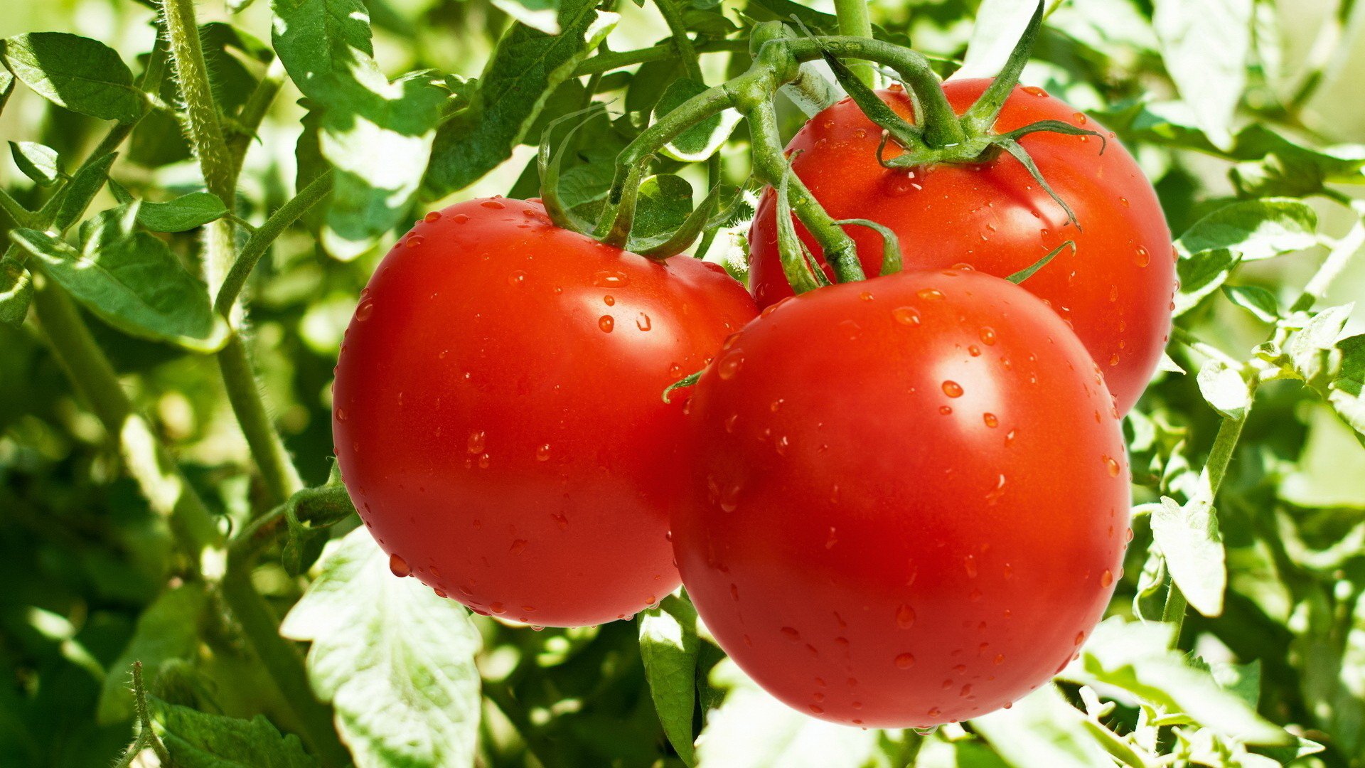 gambar sayuran tomat