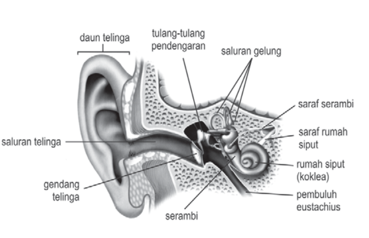 struktur gambar telinga
