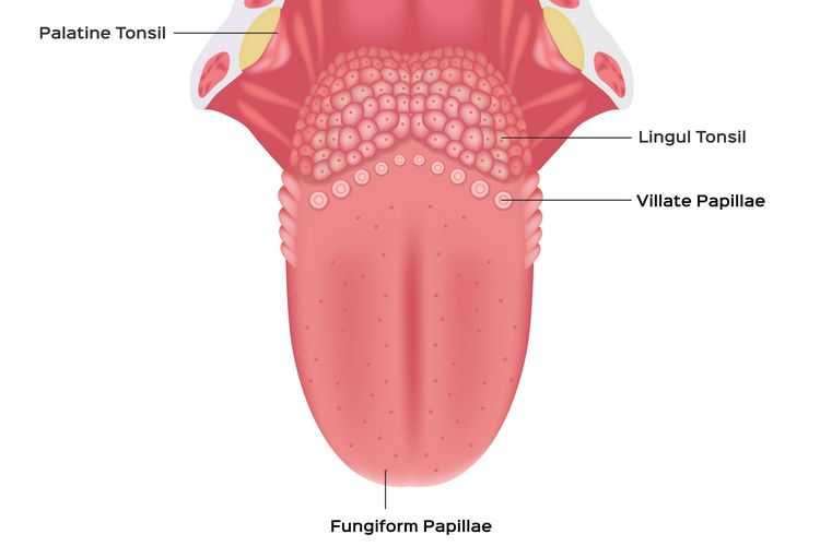 gambar anggota tubuh anatomi lidah