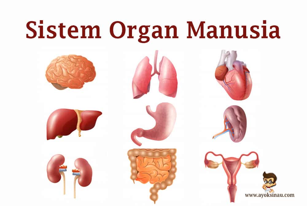 gambar anggota tubuh sistem organ manusia