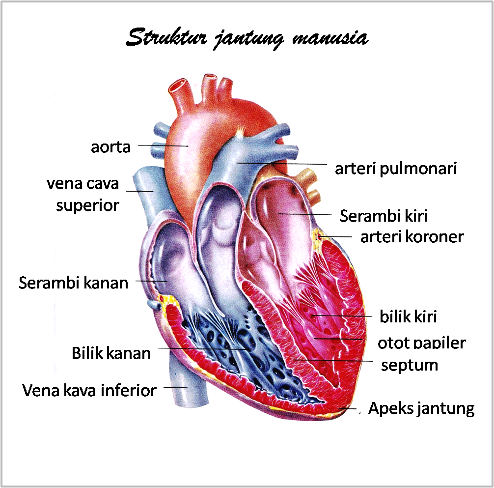 gambar anggota tubuh struktur jantung manusia