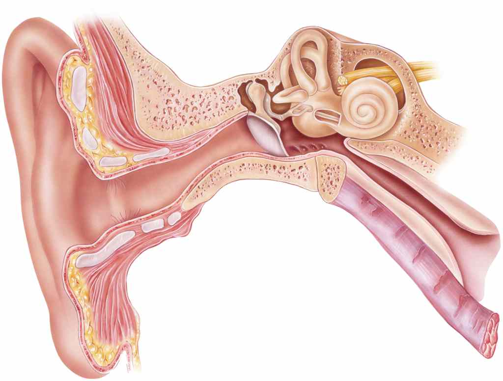 gambar anggota tubuh telinga