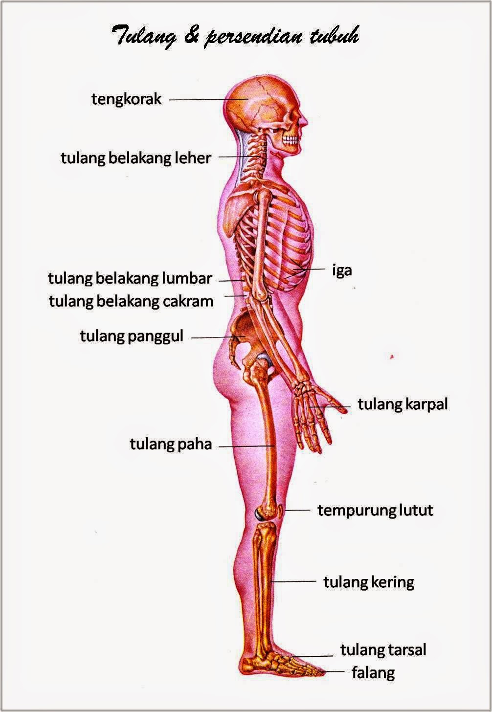 gambar anggota tubuh tulang dan persendian