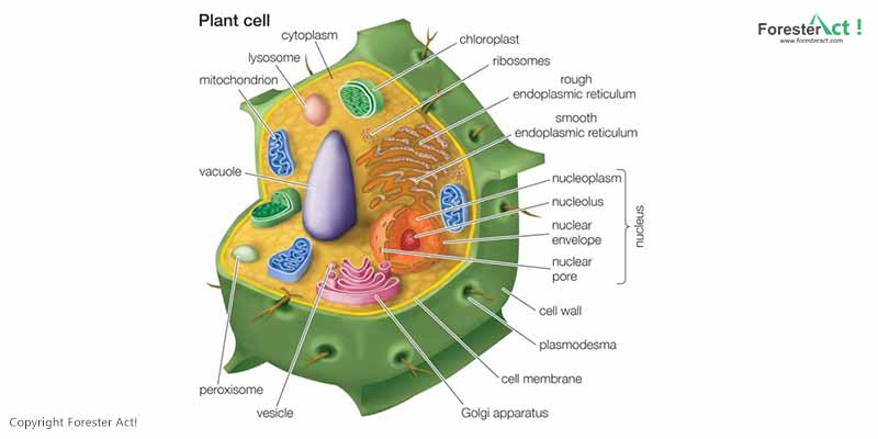 gambar bagian sel tumbuhan