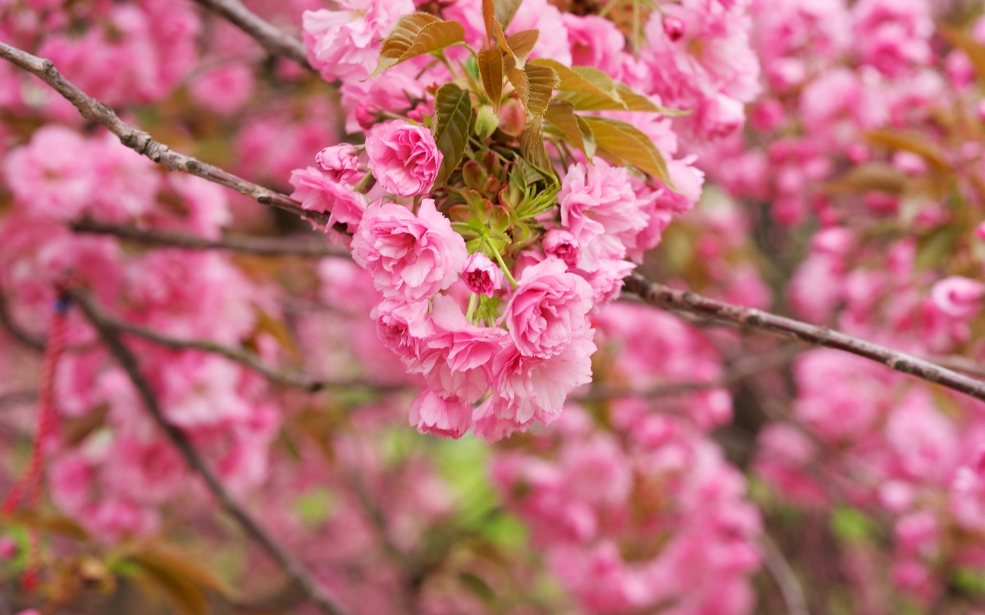 gambar bunga sakura merah muda