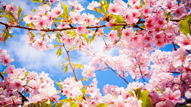 gambar bunga sakura wallpaper hd