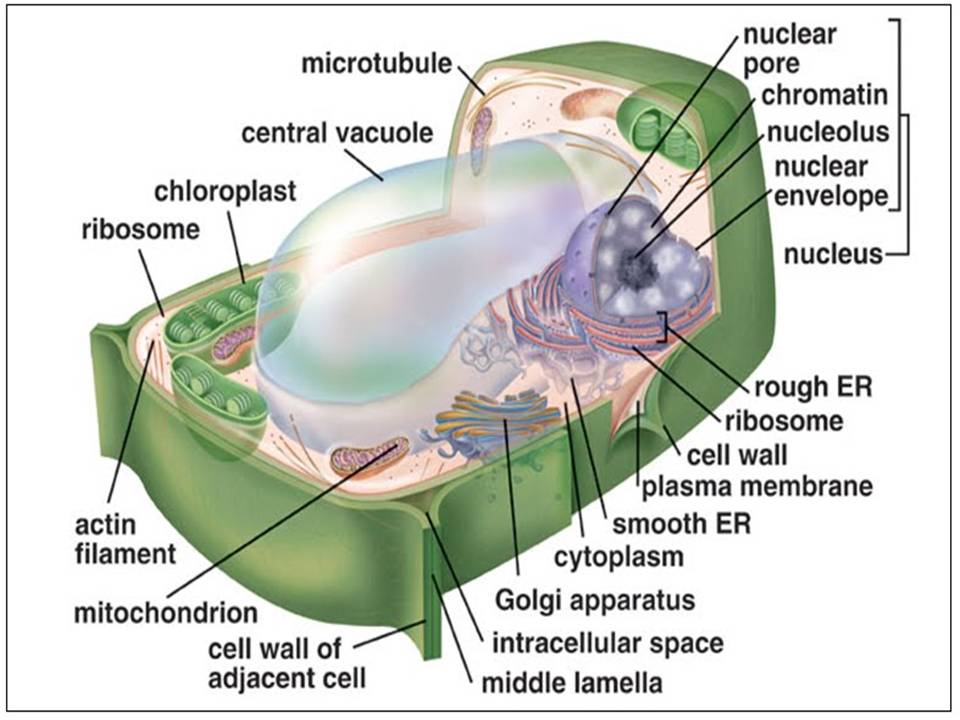gambar fungsi sel tumbuhan