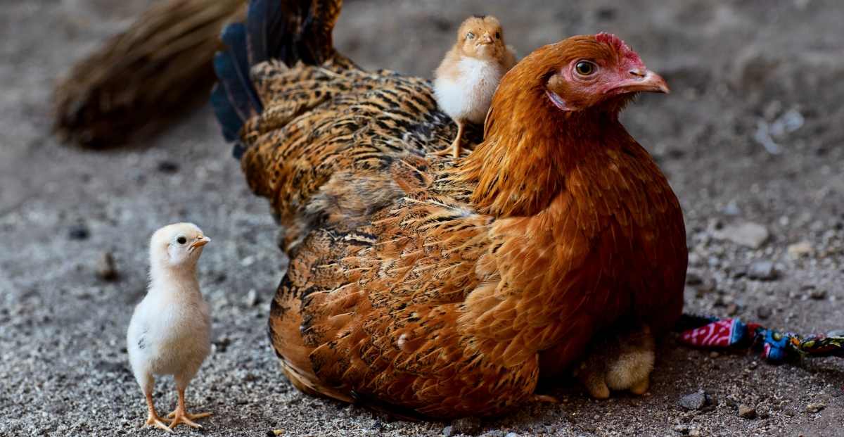 gambar hewan peliharaan ayam