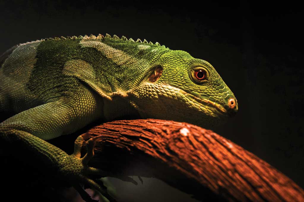 gambar hewan peliharaan iguana
