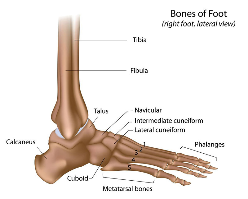 gambar kerangka tulang kaki dan pergelangan manusia