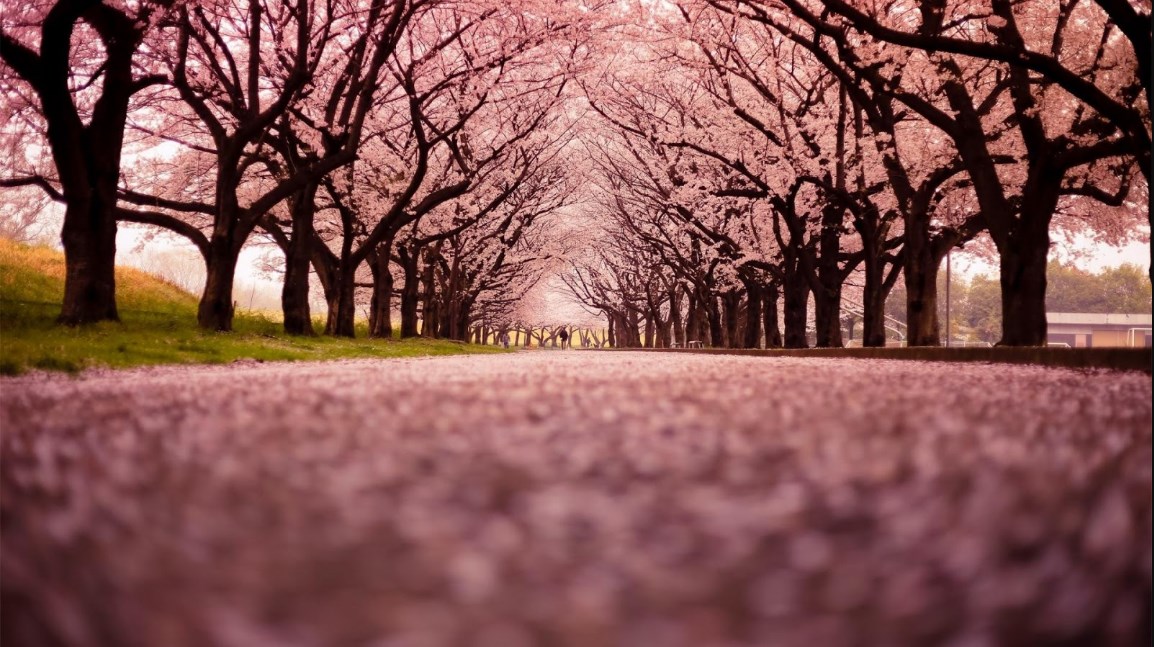 gambar pemandangan bunga sakura