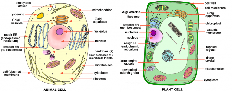 gambar sel hewan dan tumbuhan lengkap