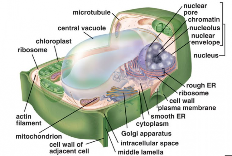 gambar sel struktur tumbuhan